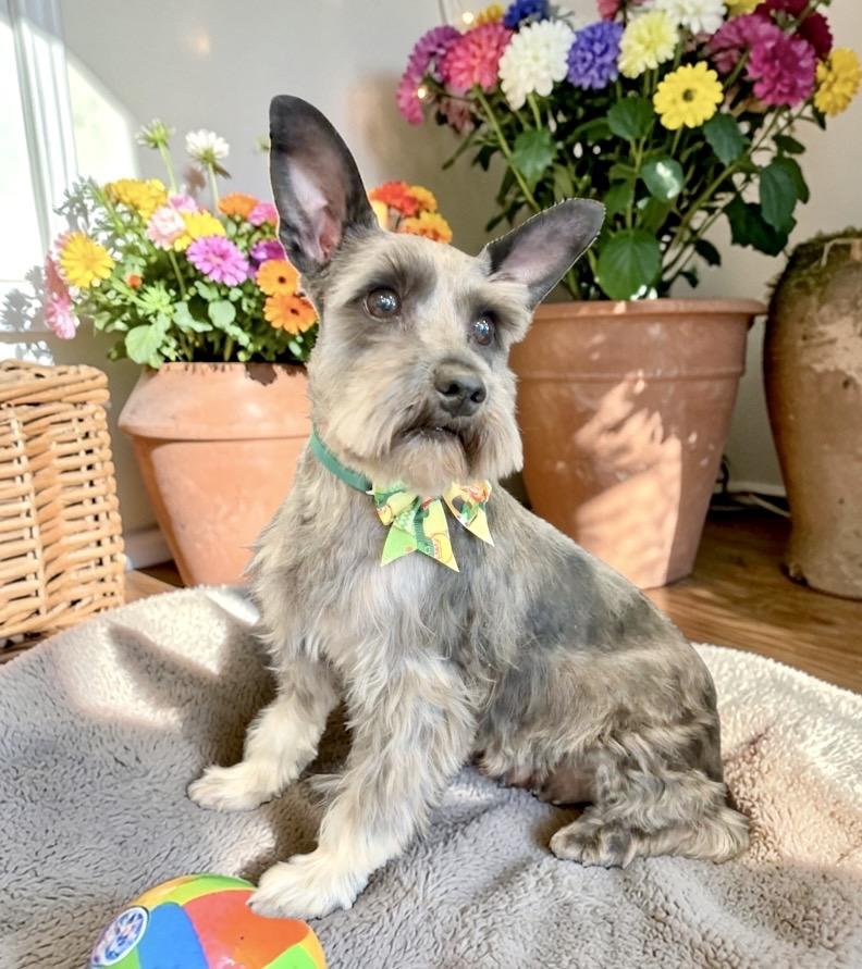 Enlarge Sailor, an adopted Miniature Schnauzer in Perry, IA image 2/6