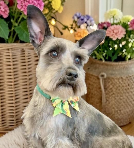 Enlarge Sailor, an adopted Miniature Schnauzer in Perry, IA image 6/6