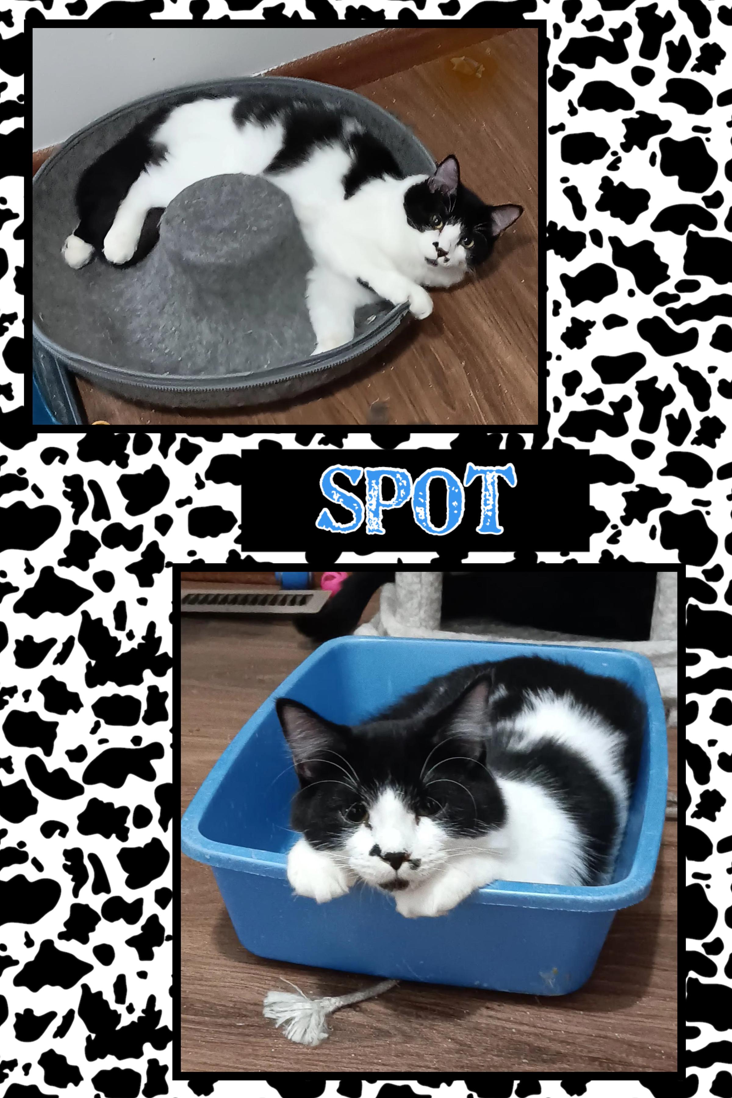 Enlarge Domino & Spot, an adoptable Domestic Medium Hair in Kearney, NE image 2/2