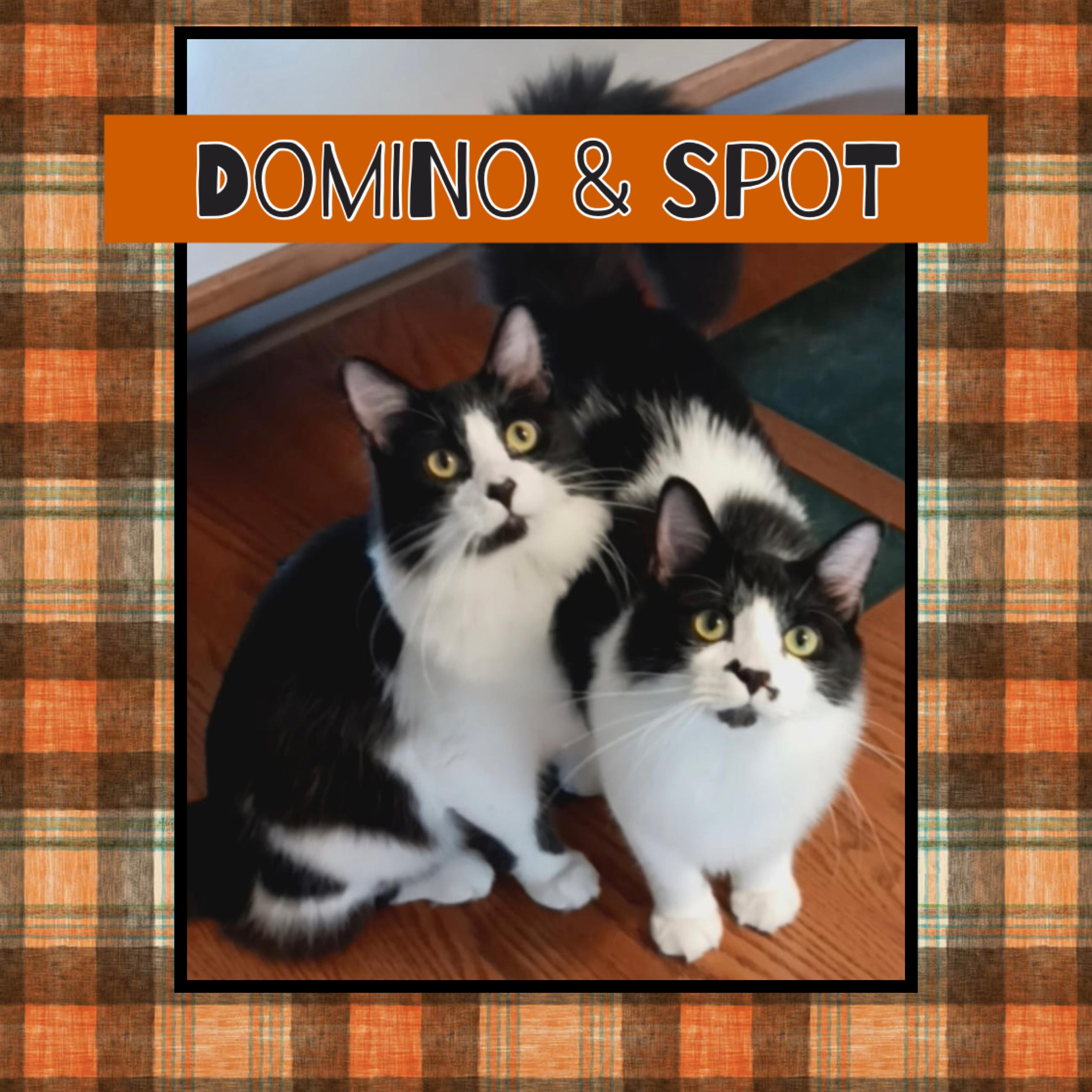 Enlarge Domino & Spot, an adoptable Domestic Medium Hair in Kearney, NE image 1/2
