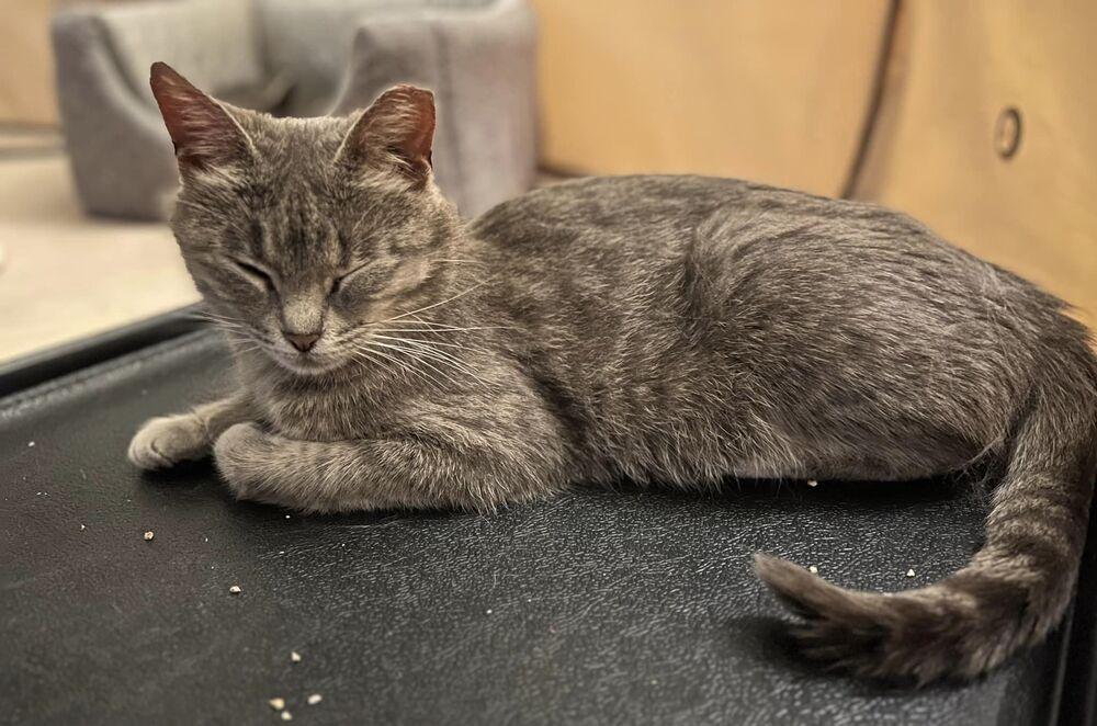 Althena, Adoptable, Adult Female Domestic Short Hair.