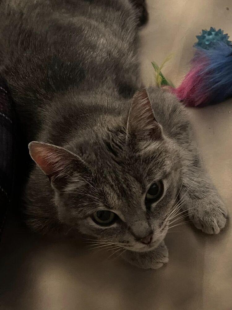 Enlarge Althena, a Adoptable Domestic Short Hair in Telford, PA image 2/2