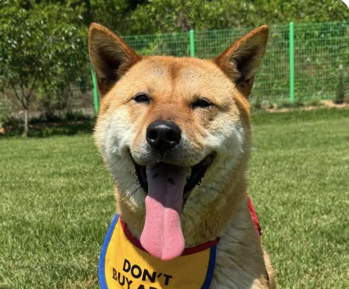 Enlarge Daon, a Adoptable mixed breed in San Francisco, CA image 1/1