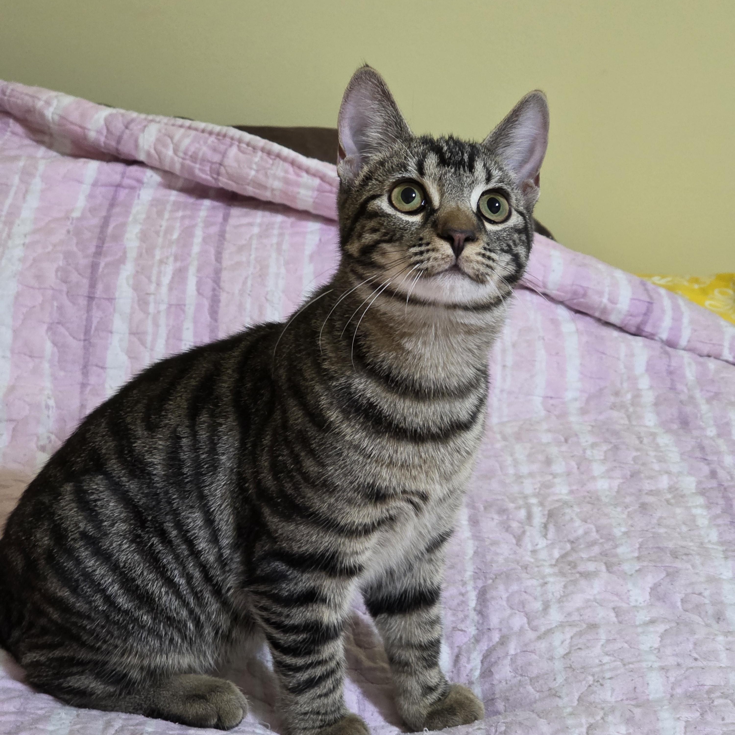 Enlarge Shirley & Squiggy, a Adoptable Domestic Short Hair in Manchester, CT image 3/6