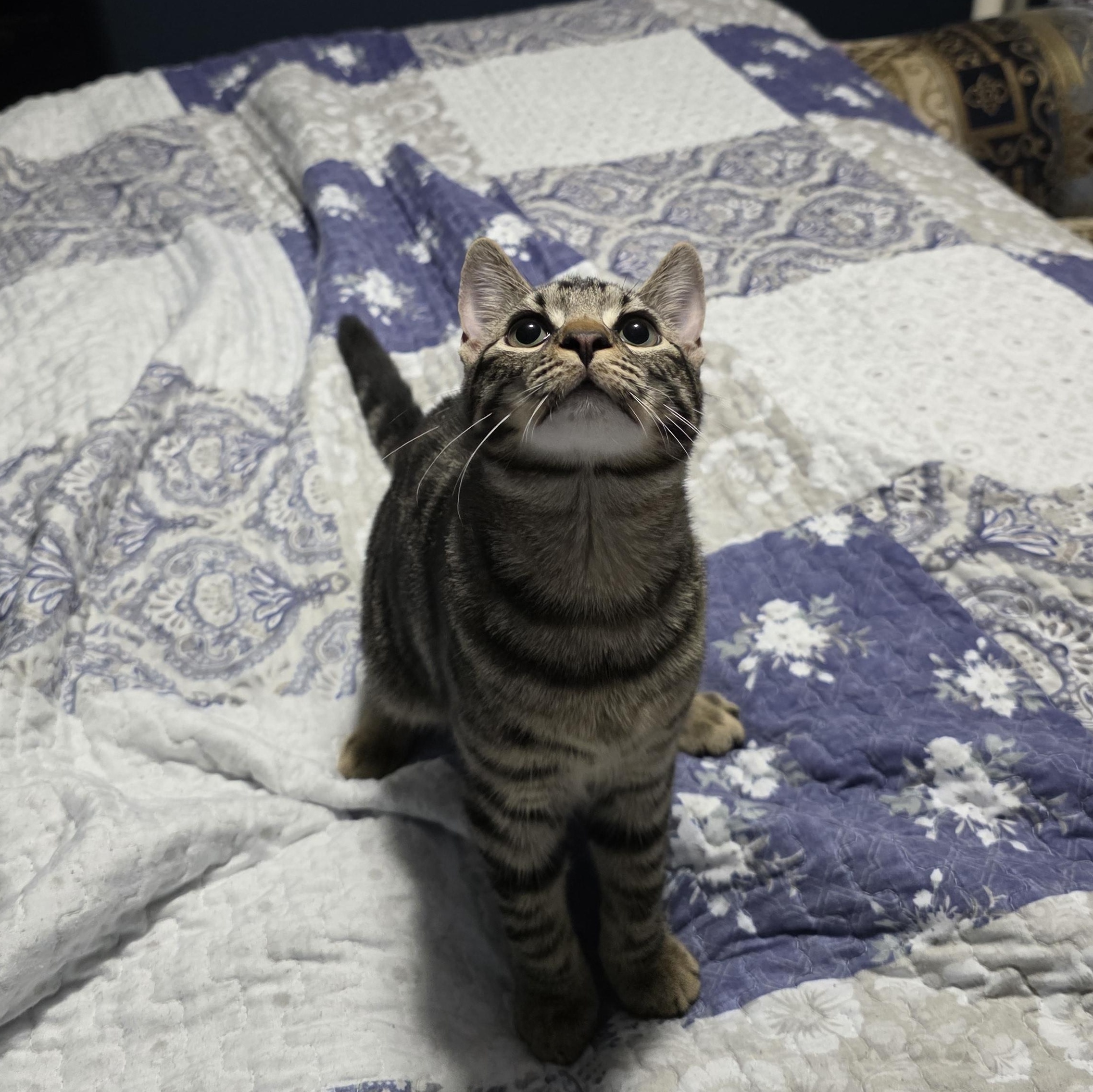 Shirley & Squiggy, Adoptable, Young Female Domestic Short Hair.