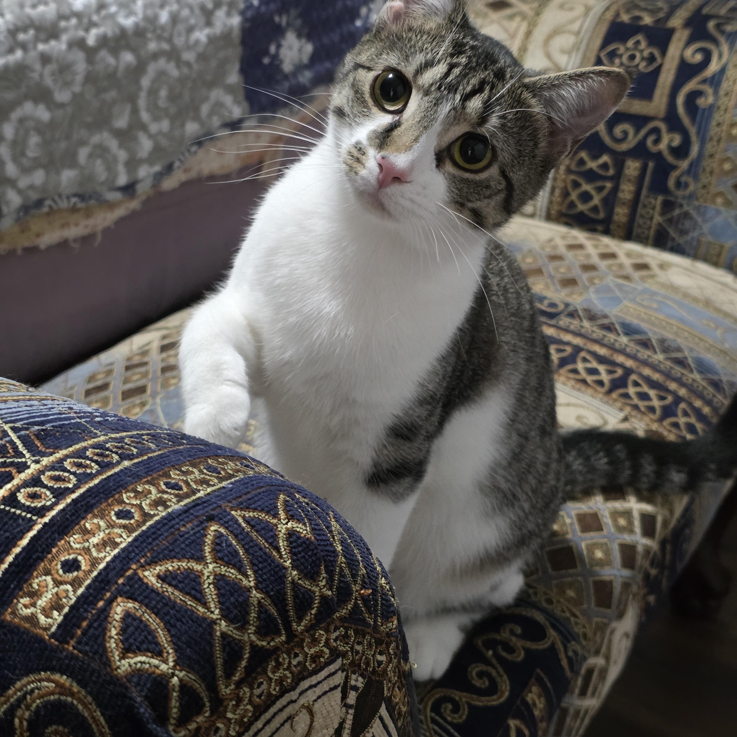 Enlarge Shirley & Squiggy, a Adoptable Domestic Short Hair in Manchester, CT image 6/6