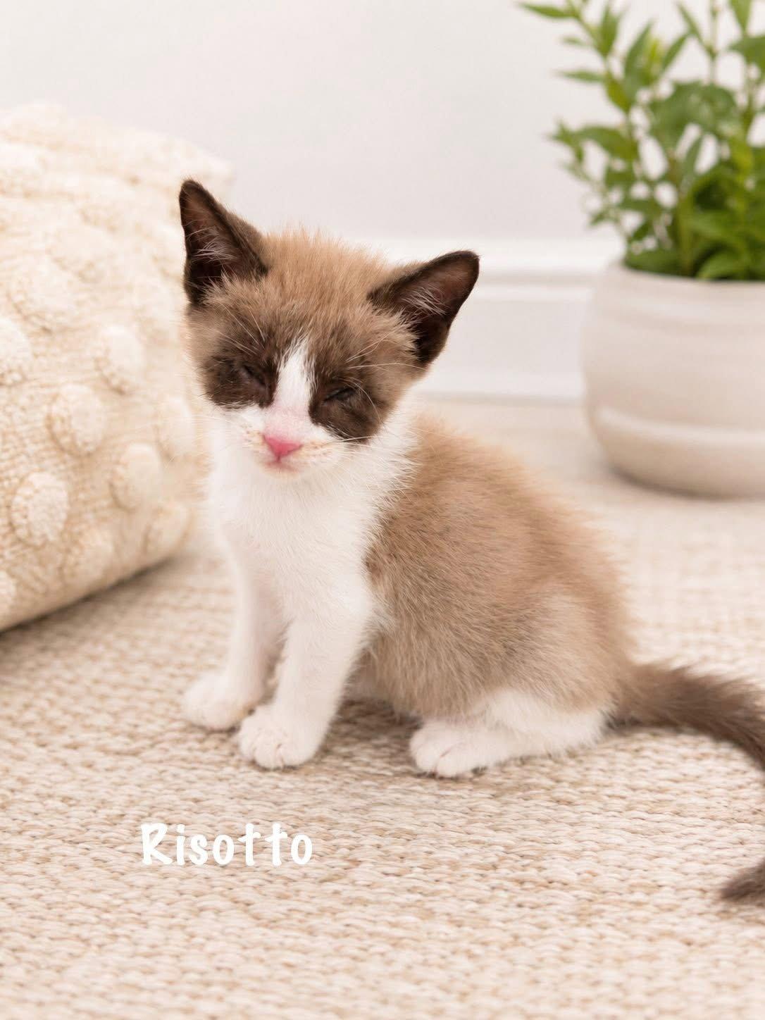Risotto, Adoptable, Kitten Male Siamese.