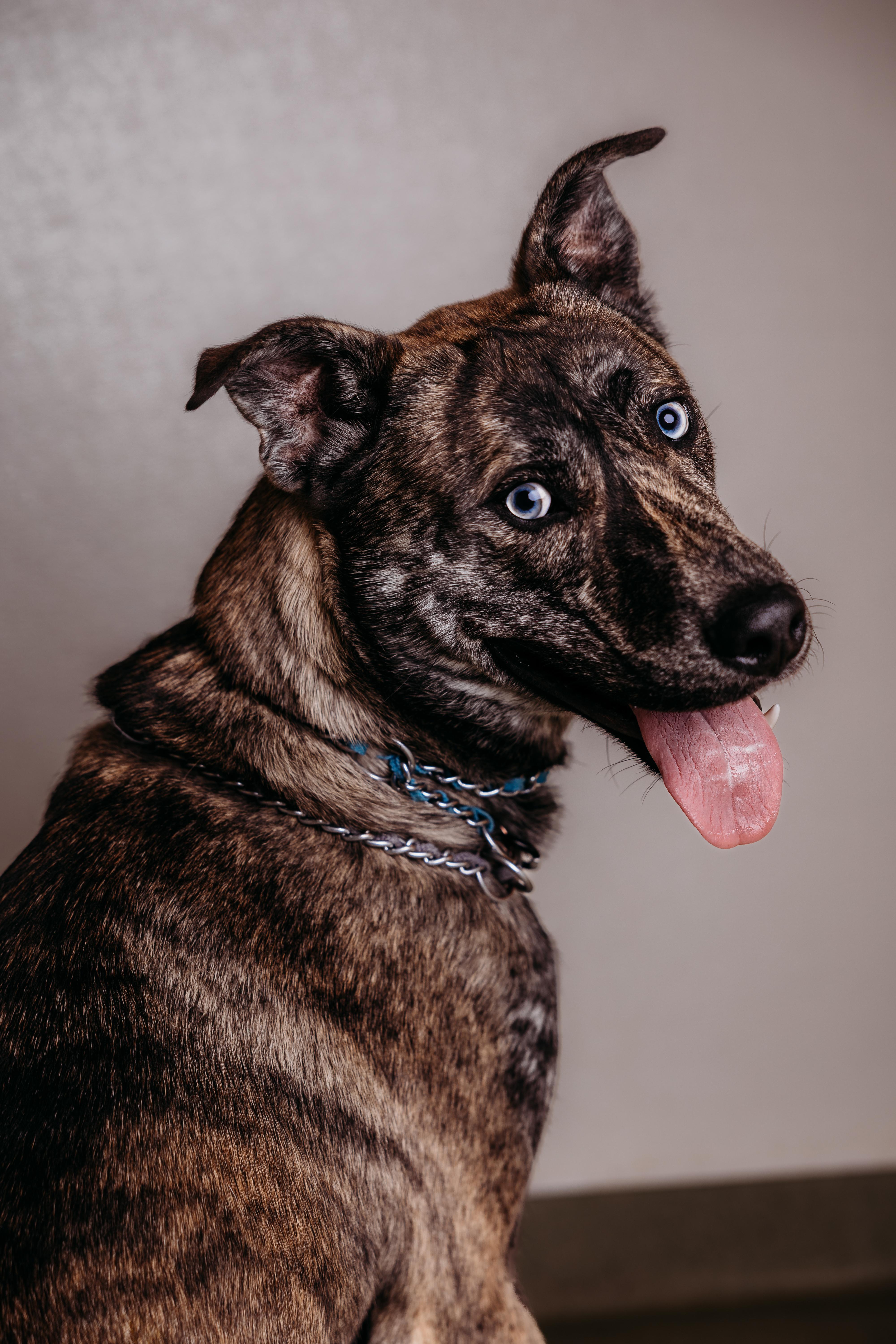 Enlarge Zeke, a ADOPTABLE Mixed Breed in Ionia, MI image 4/6