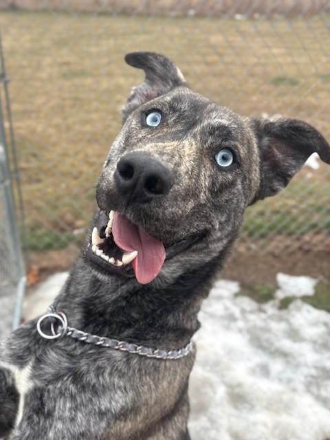 Enlarge Zeke, a ADOPTABLE Mixed Breed in Ionia, MI image 1/6