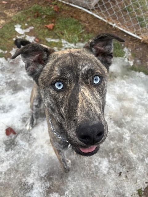 Enlarge Zeke, a ADOPTABLE Mixed Breed in Ionia, MI image 6/6
