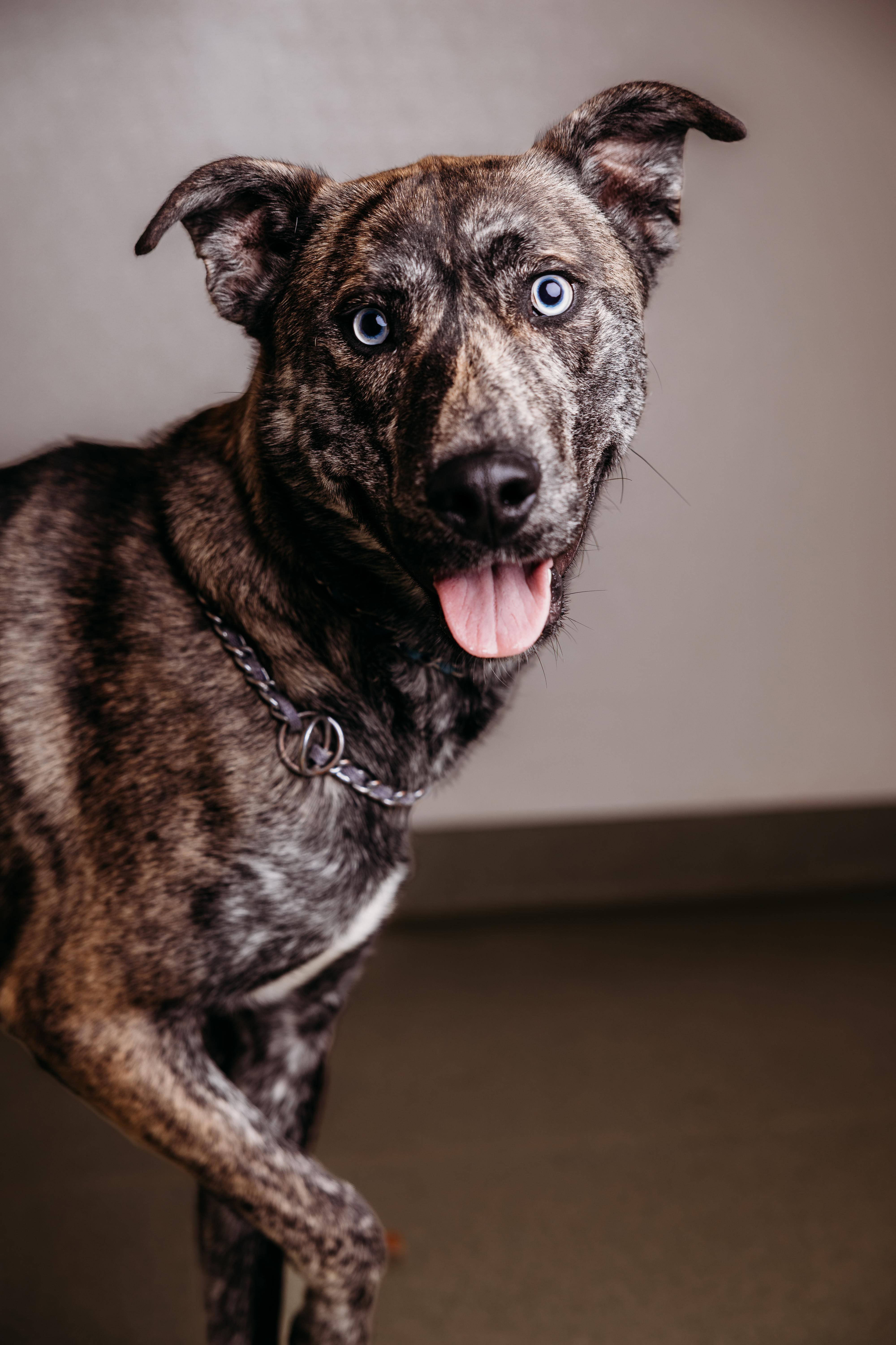 Enlarge Zeke, a ADOPTABLE Mixed Breed in Ionia, MI image 2/6