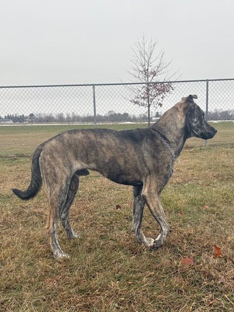 Enlarge Zeke, a ADOPTABLE Mixed Breed in Ionia, MI image 5/6