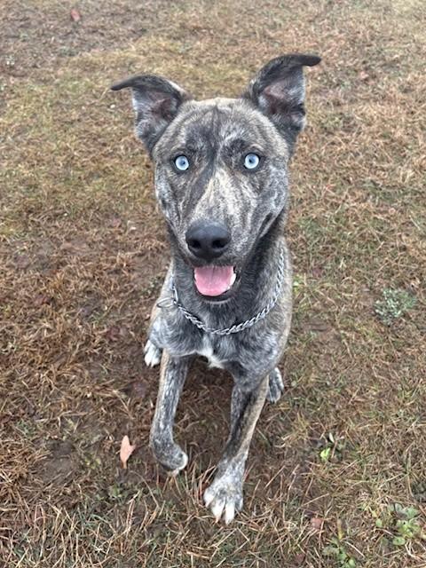 Enlarge Zeke, a ADOPTABLE Mixed Breed in Ionia, MI image 3/6