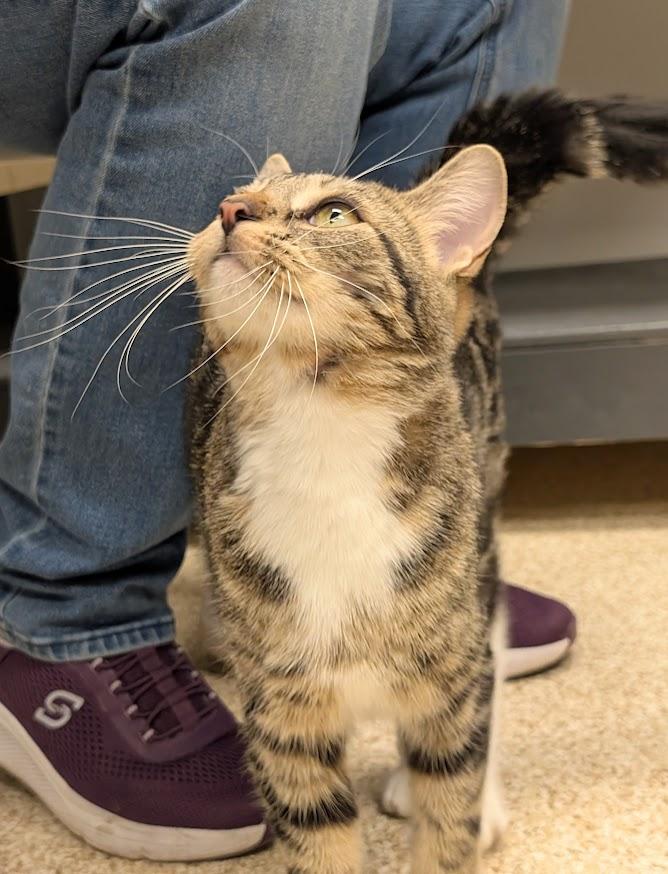 Enlarge Sheree, a ADOPTABLE mixed breed in Waupun, WI image 4/4