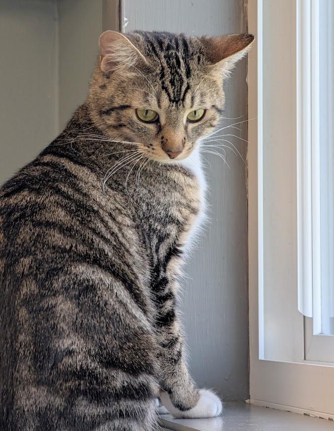 Enlarge Sheree, a ADOPTABLE mixed breed in Waupun, WI image 2/4