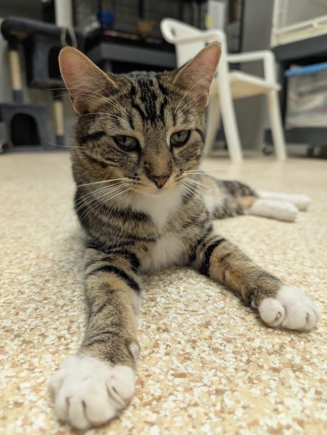 Sheree, ADOPTABLE, Adult Female Domestic Short Hair.