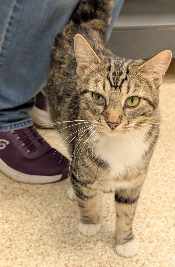 Enlarge Sheree, a ADOPTABLE mixed breed in Waupun, WI image 3/4