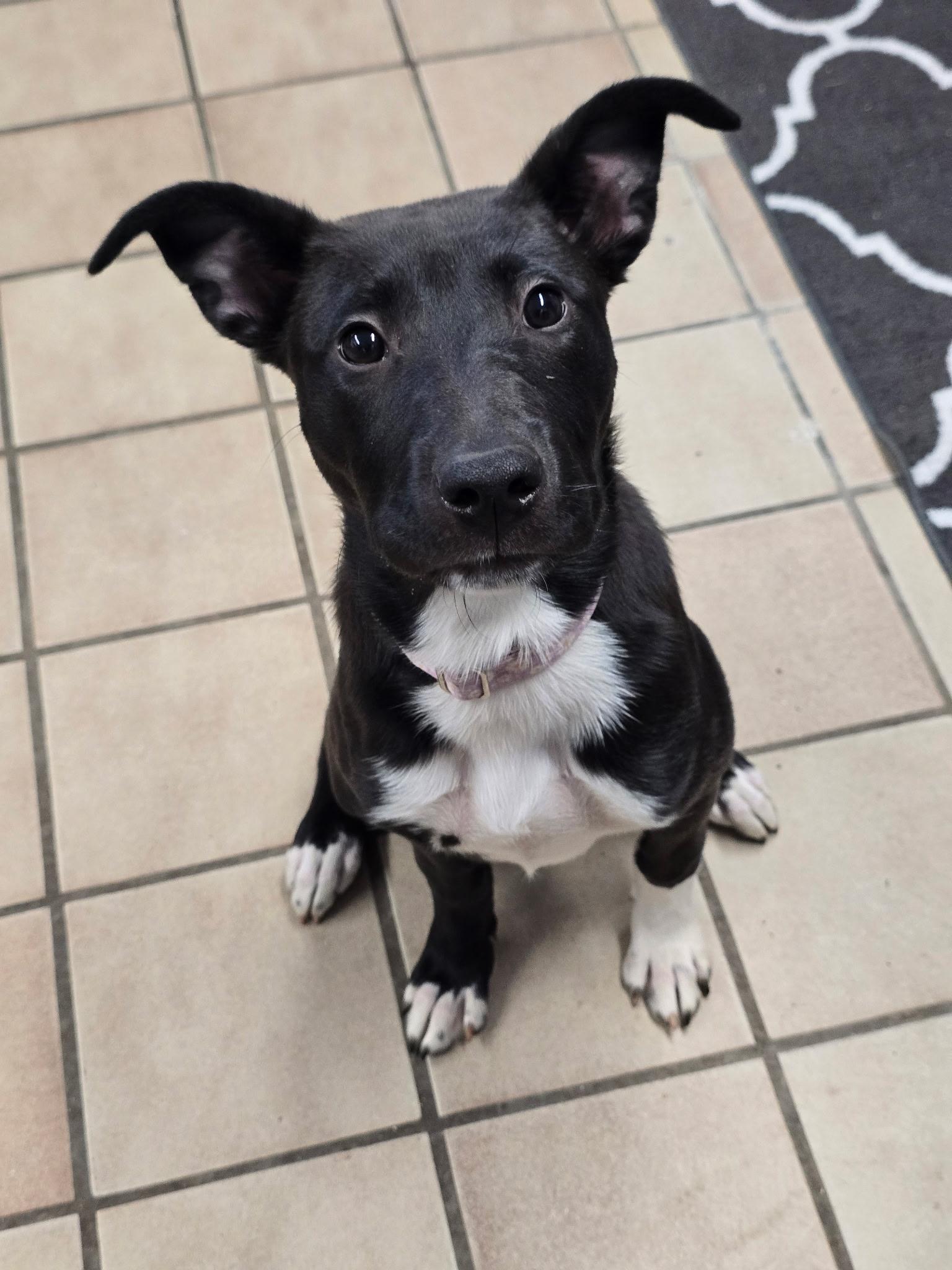 Eleni, ADOPTABLE, Young Female German Shepherd Dog.