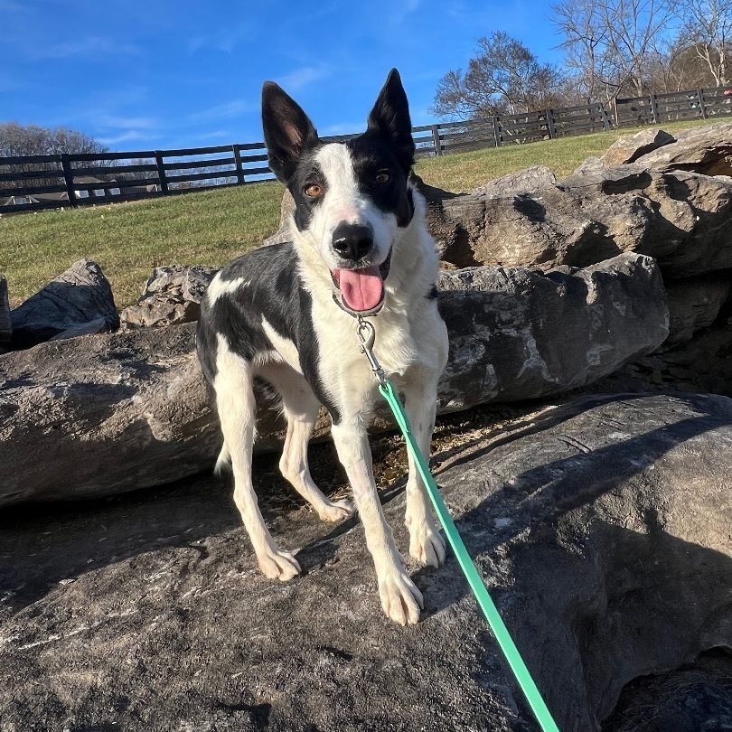Bosha, a Adoptable mixed breed in Thompson's Station, TN image 2/3