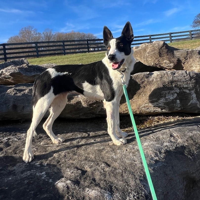 Bosha, a Adoptable mixed breed in Thompson's Station, TN image 3/3