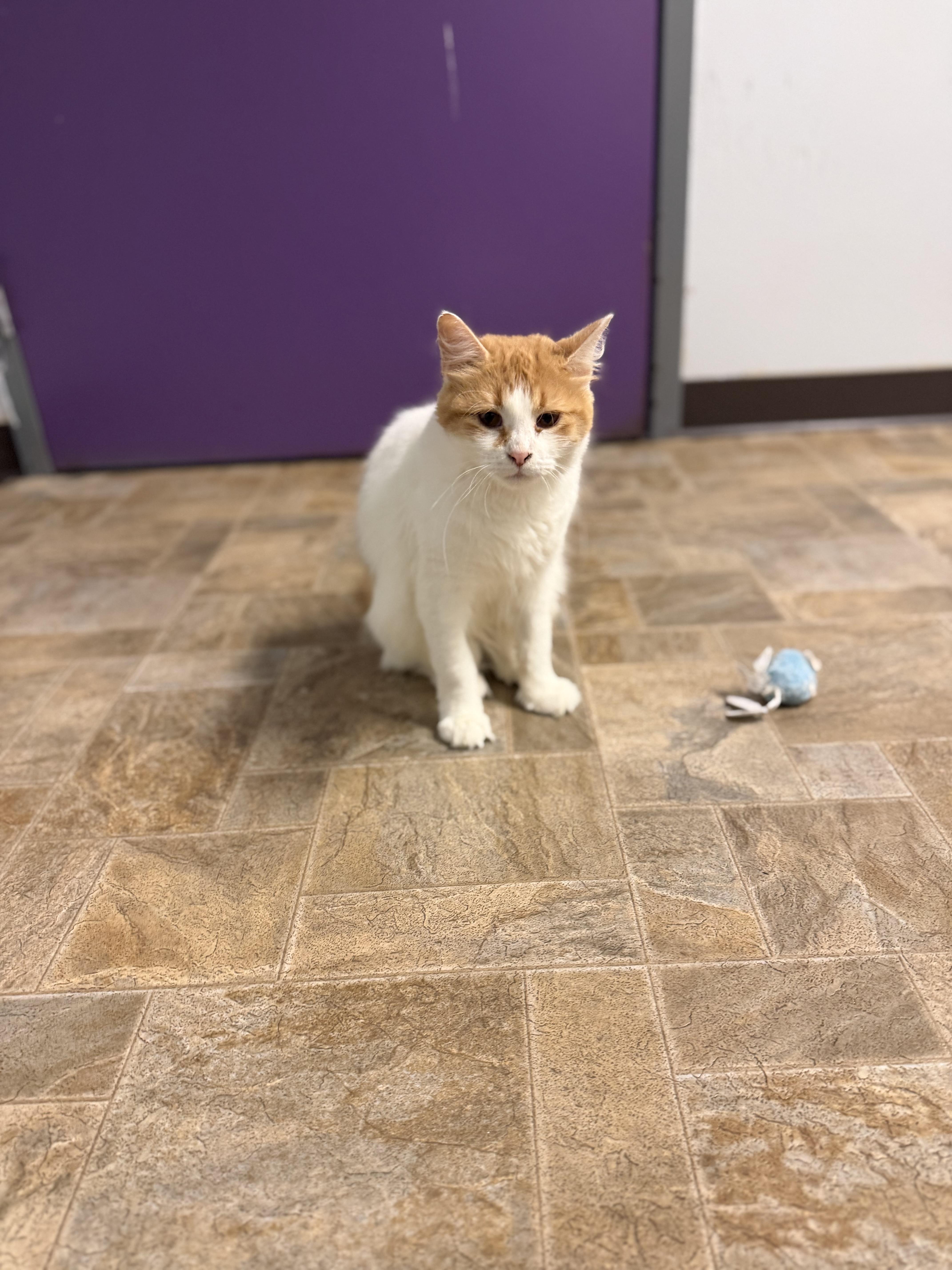 Mellow, Adoptable, Adult Female Domestic Long Hair.