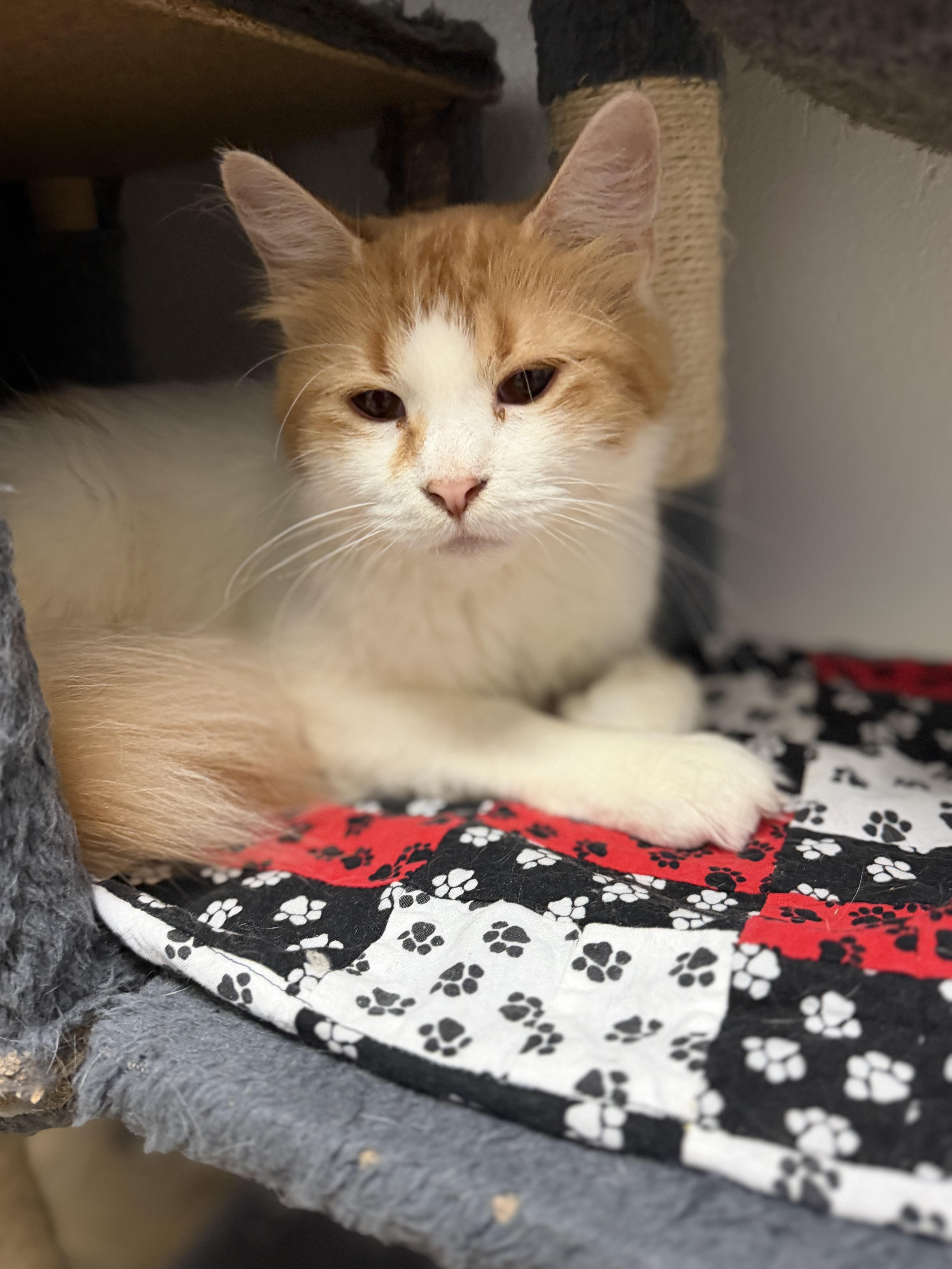 Enlarge Mellow, a Adoptable Domestic Long Hair in Dodgeville, WI image 4/4