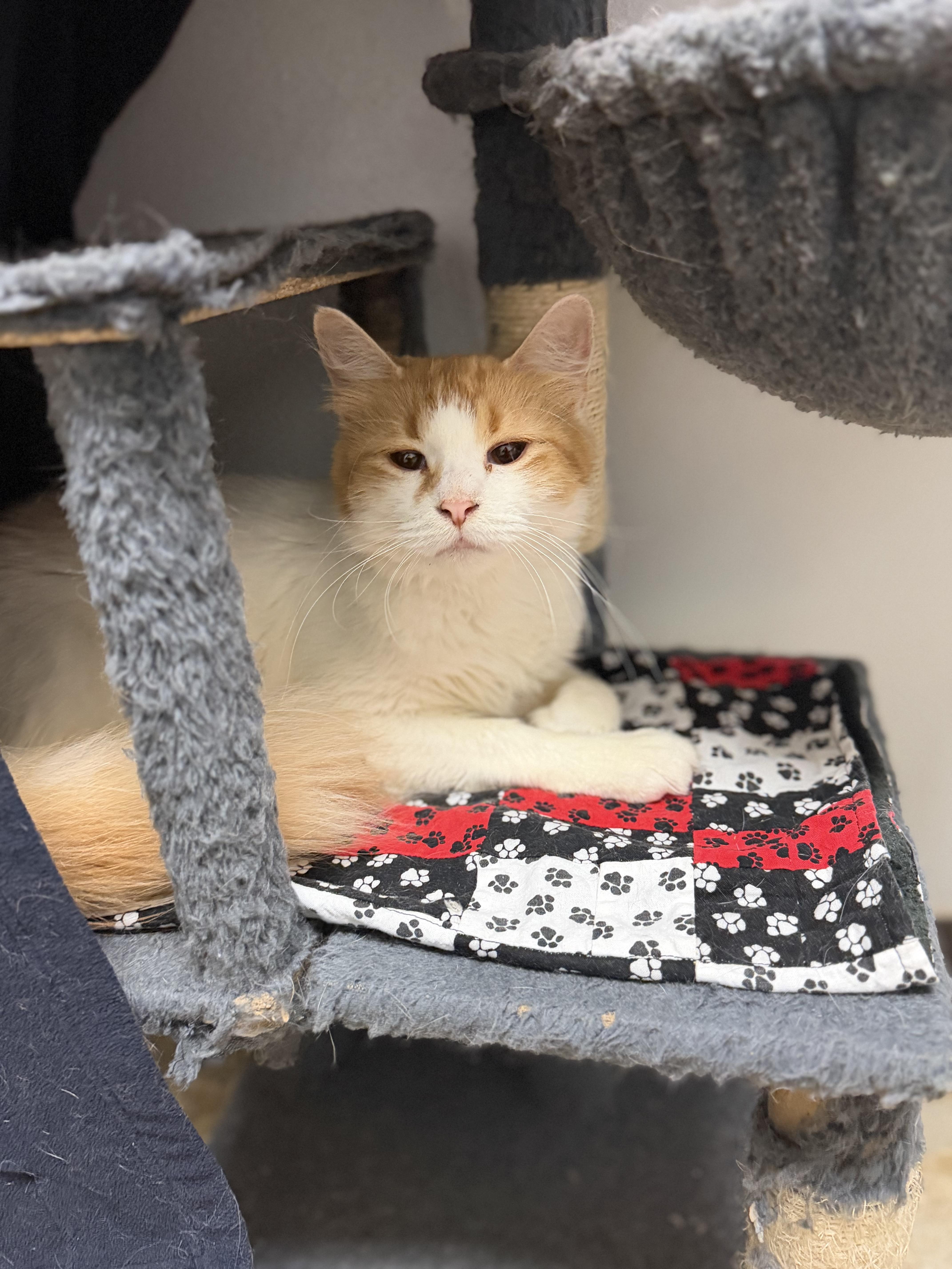 Enlarge Mellow, a Adoptable Domestic Long Hair in Dodgeville, WI image 3/4