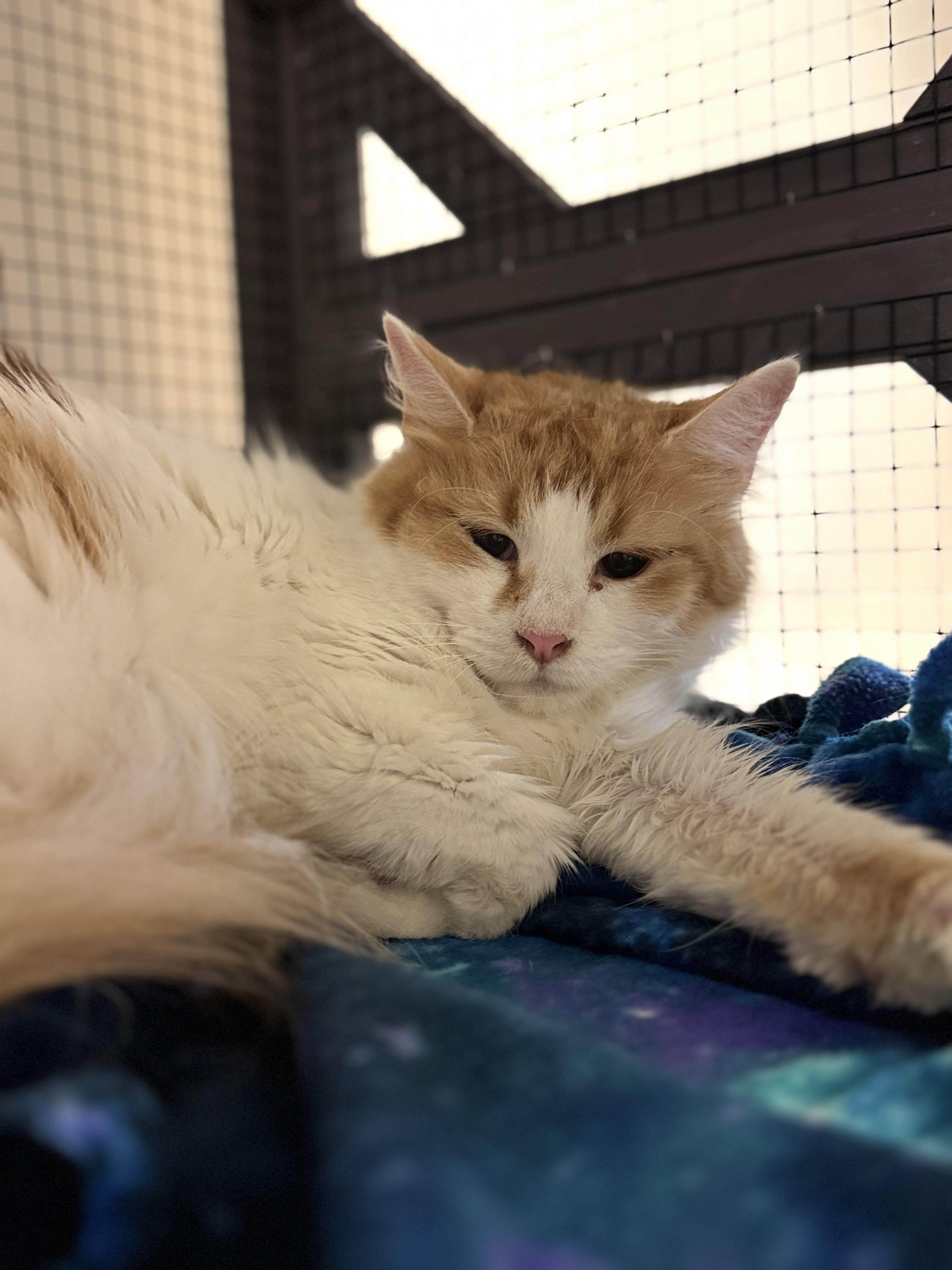 Mellow, ADOPTABLE, Adult Female Domestic Long Hair.