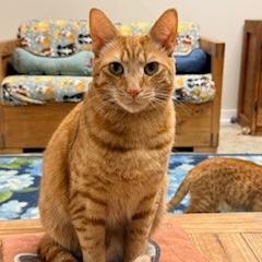 Helper, a Adoptable Domestic Short Hair in Charlottesville, VA image 1/6