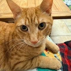 Raspy / Helper, a Adoptable Domestic Short Hair in Charlottesville, VA image 2/6