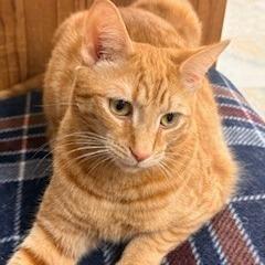 Raspy / Helper, a Adoptable Domestic Short Hair in Charlottesville, VA image 3/6
