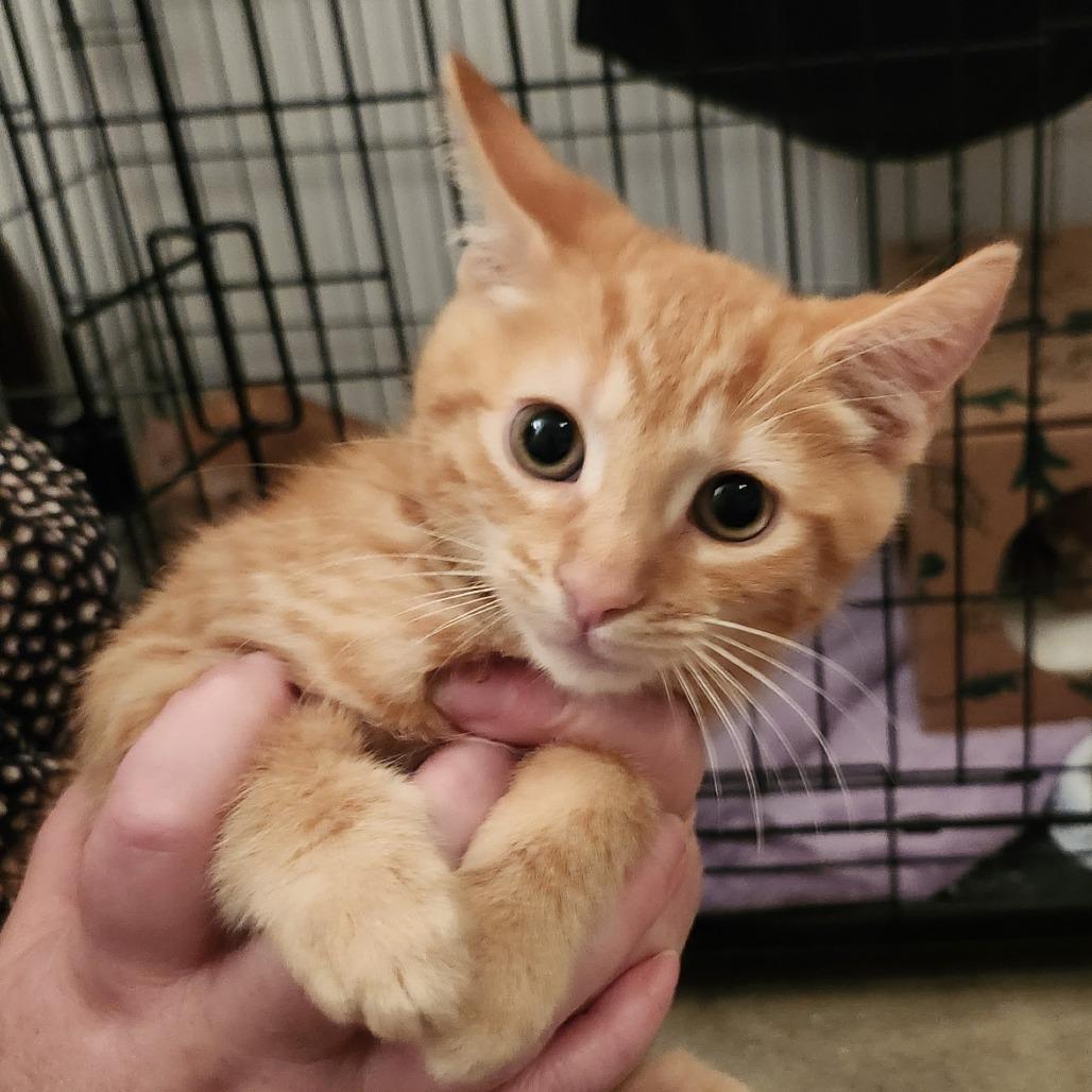 Helper, Adoptable, Young Male Domestic Short Hair.