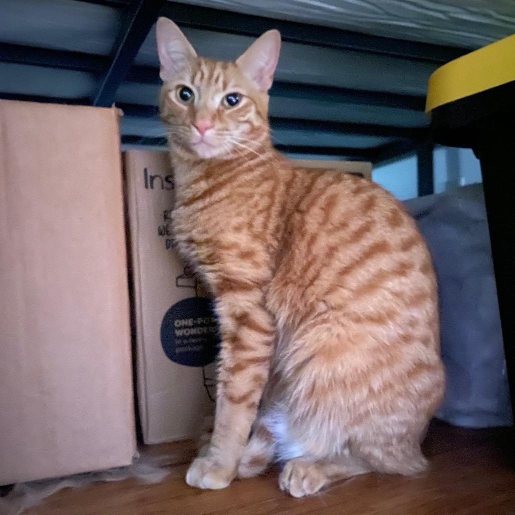 Raspy / Helper, a Adoptable Domestic Short Hair in Charlottesville, VA image 4/6