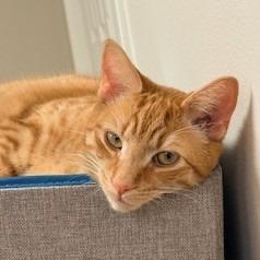 Enlarge Helper, a Adoptable Domestic Short Hair in Charlottesville, VA image 2/3