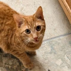 Enlarge Helper, a Adoptable Domestic Short Hair in Charlottesville, VA image 3/3