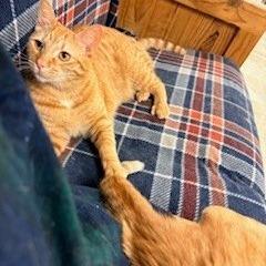 Enlarge Helper, a Adoptable Domestic Short Hair in Charlottesville, VA image 4/6