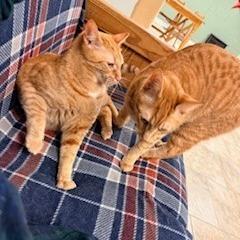 Enlarge Helper, a Adoptable Domestic Short Hair in Charlottesville, VA image 5/6