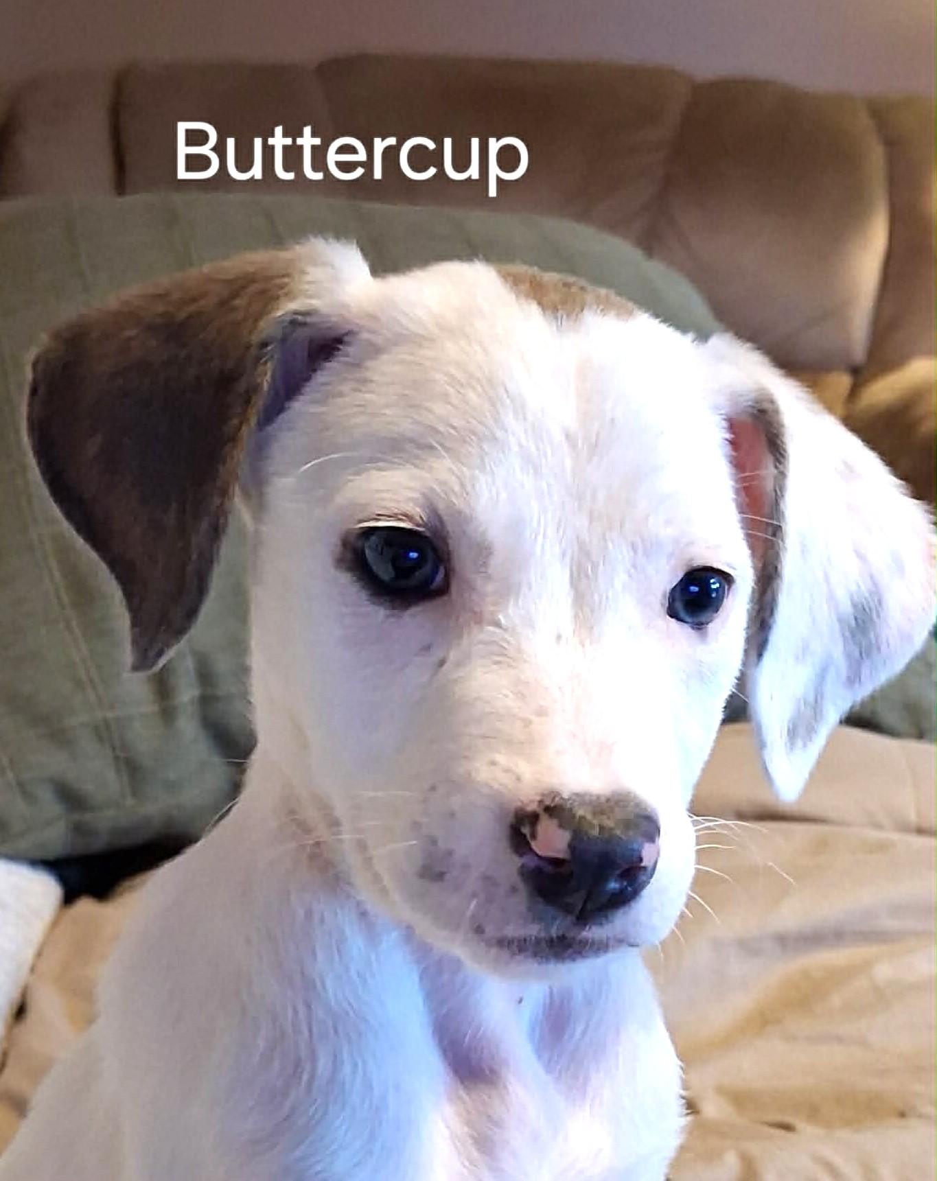 Enlarge Beguiling Buttercup, a ADOPTABLE Mixed Breed in Arnold, MD image 2/6