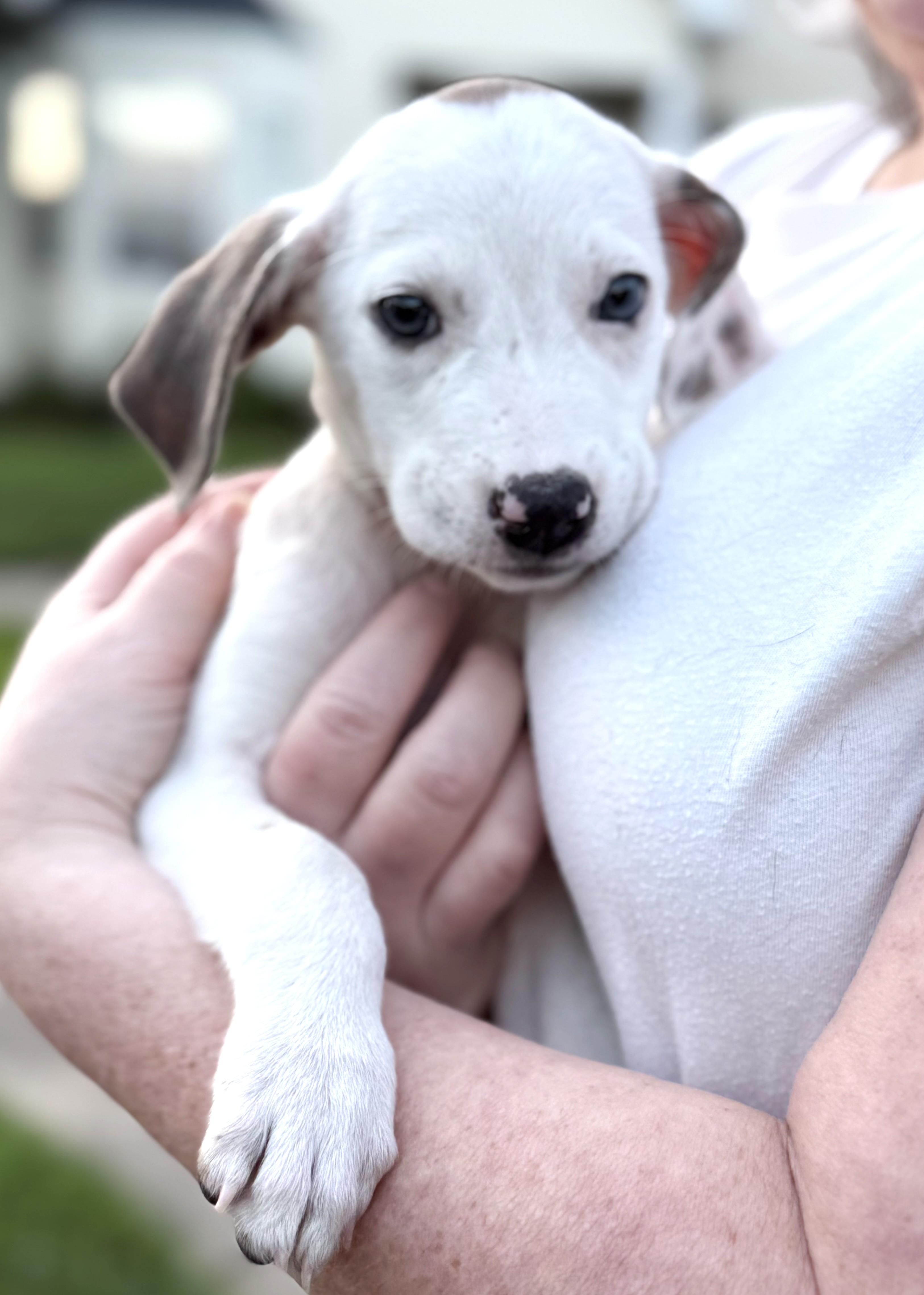 Enlarge Beguiling Buttercup, a ADOPTABLE Mixed Breed in Arnold, MD image 5/6