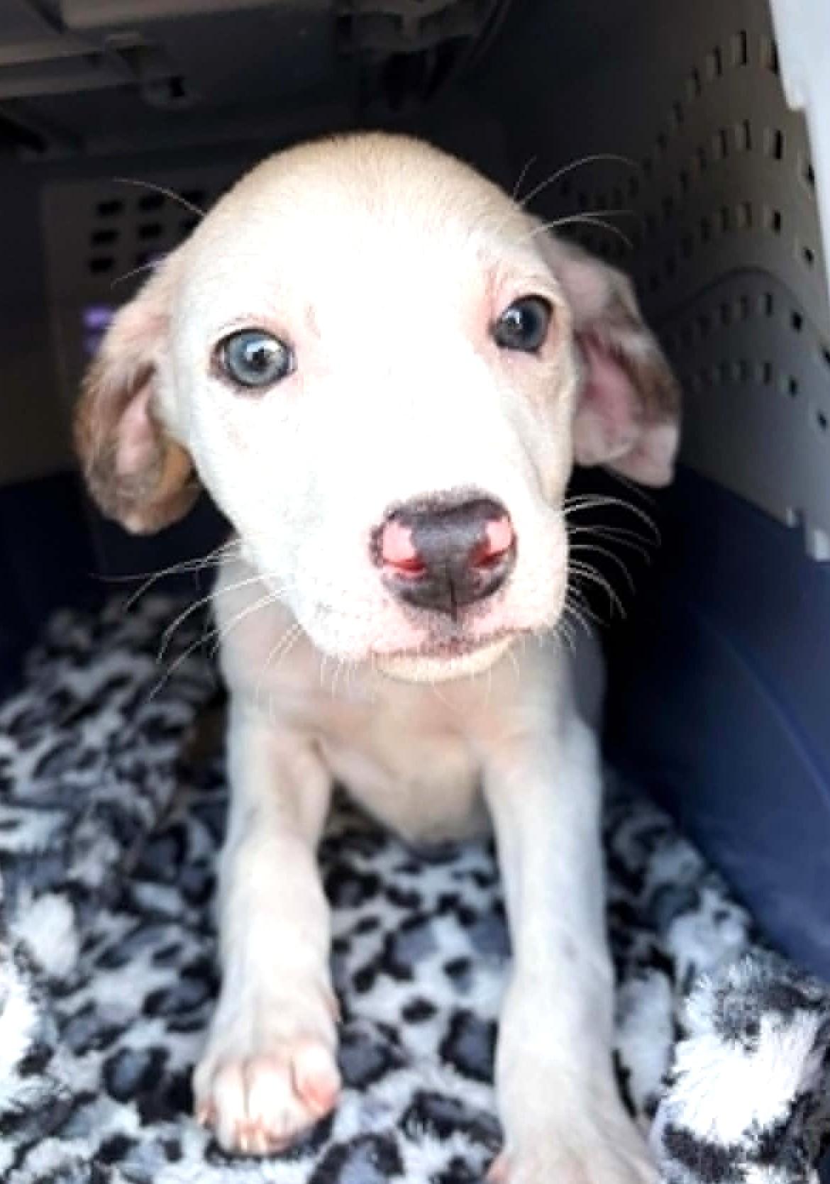 Enlarge Beguiling Buttercup, a ADOPTABLE Mixed Breed in Arnold, MD image 6/6