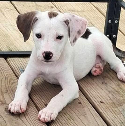 Beguiling Buttercup, ADOPTABLE, Puppy Female Mixed Breed.