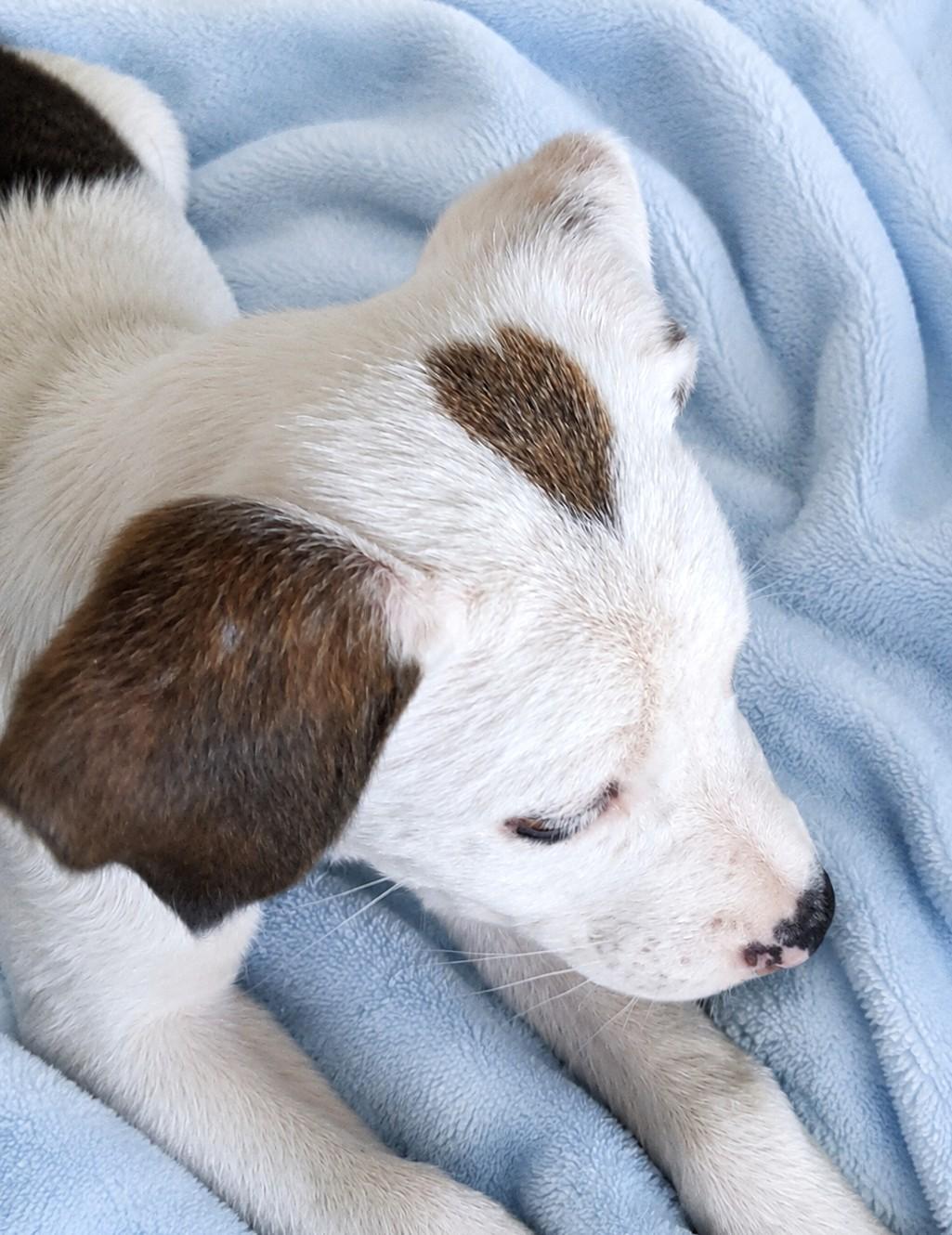 Enlarge Beguiling Buttercup, a ADOPTABLE Mixed Breed in Arnold, MD image 3/6