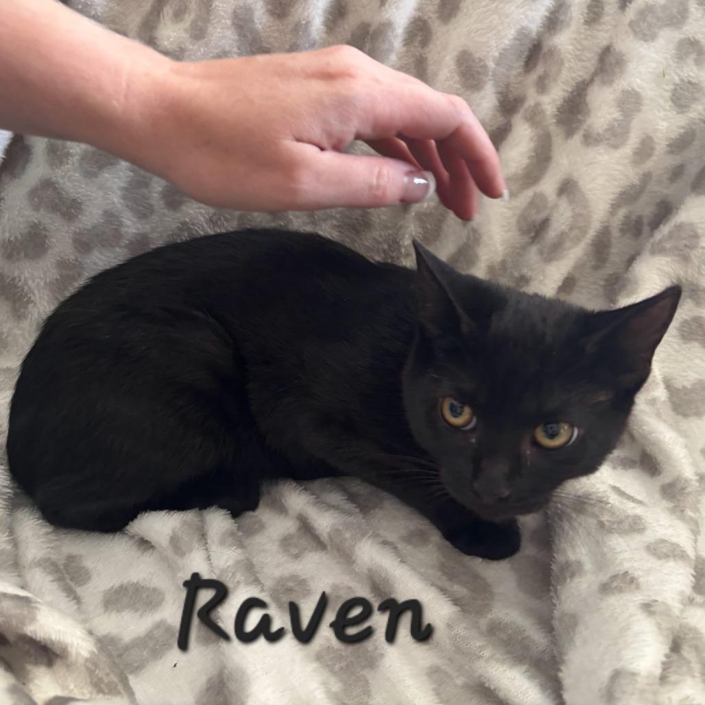 Enlarge Raven, a Adoptable Domestic Short Hair in Layton, UT image 1/1