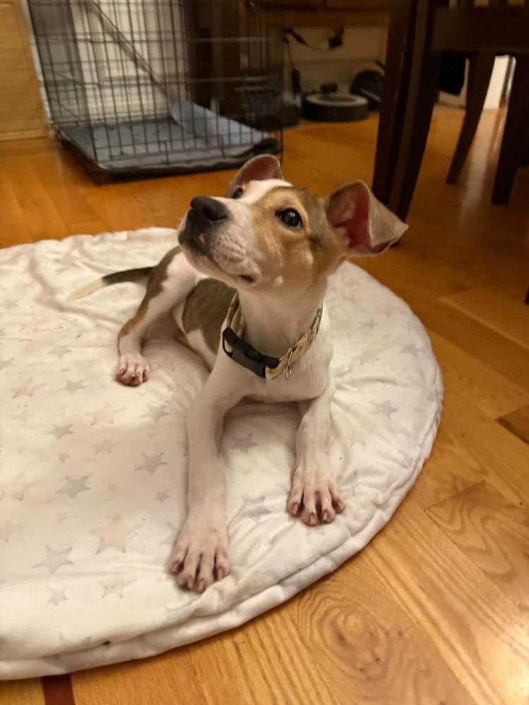 Dahlia, Adoptable, Puppy Female Mixed Breed & Dutch Shepherd.