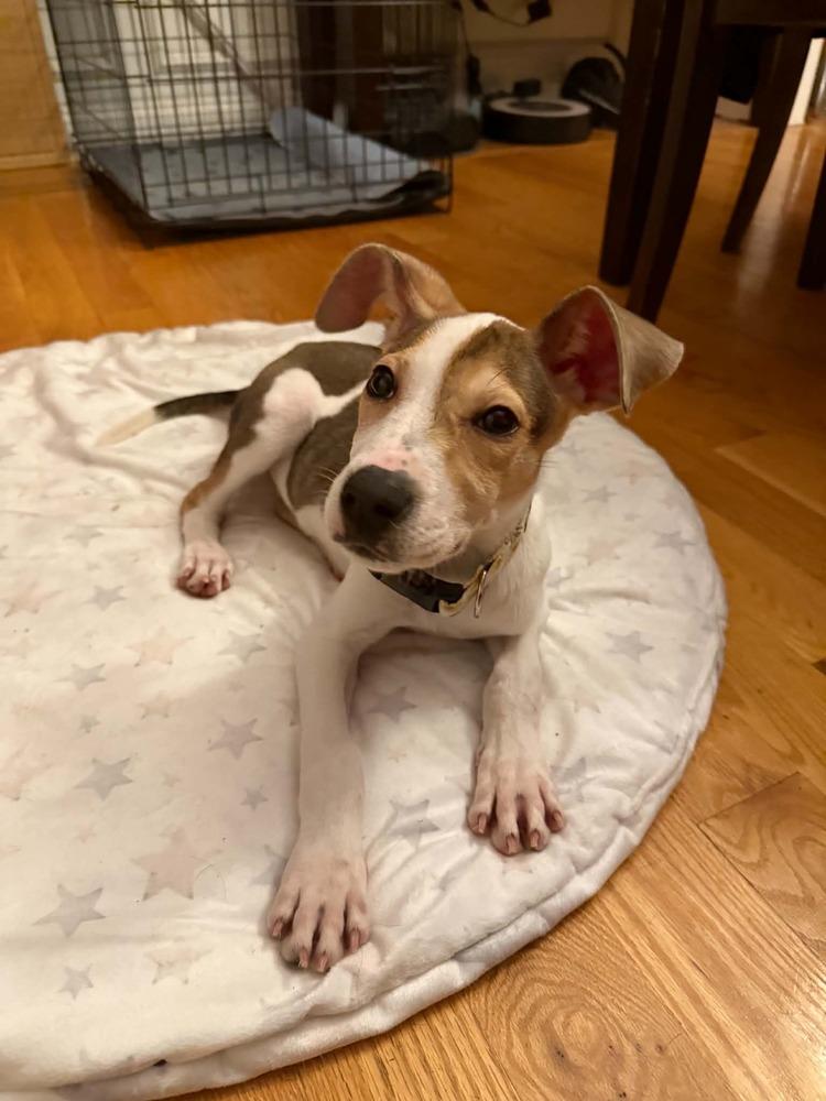 Enlarge Dahlia, a Adoptable mixed breed in Middletown, CT image 2/6