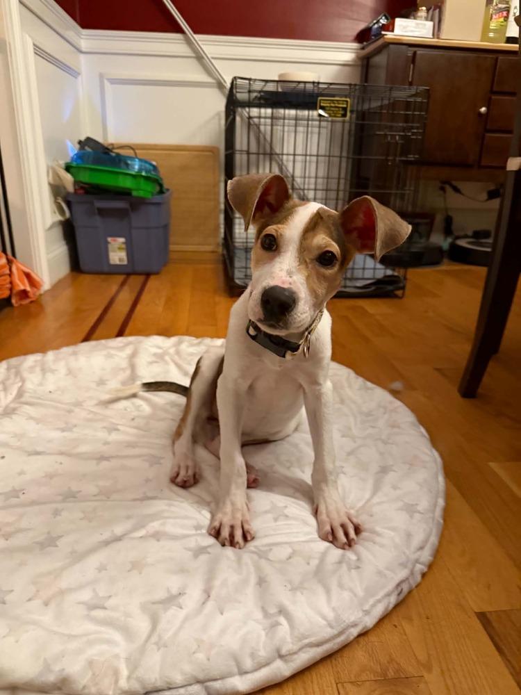 Enlarge Dahlia, a Adoptable mixed breed in Middletown, CT image 3/6