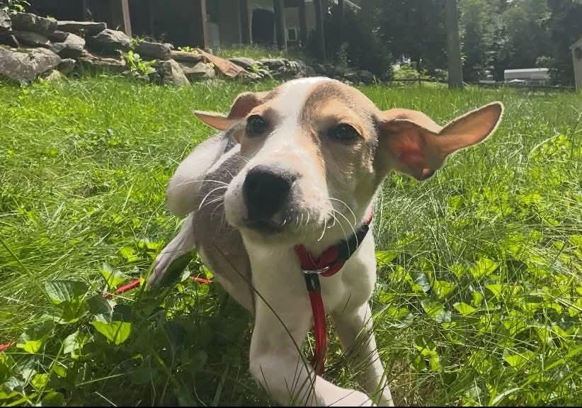 Dahlia, Adoptable, Puppy Female Mixed Breed & Dutch Shepherd.