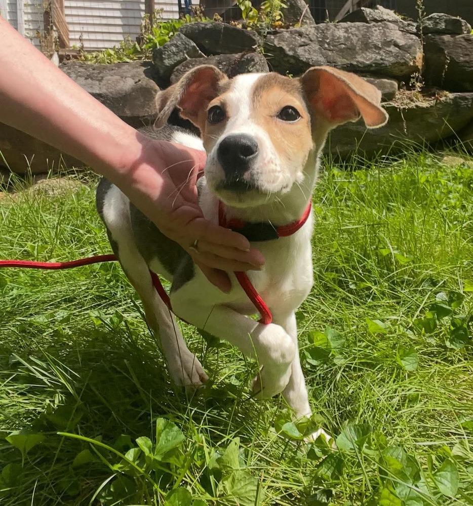 Enlarge Dahlia, a Adoptable mixed breed in Middletown, CT image 3/6