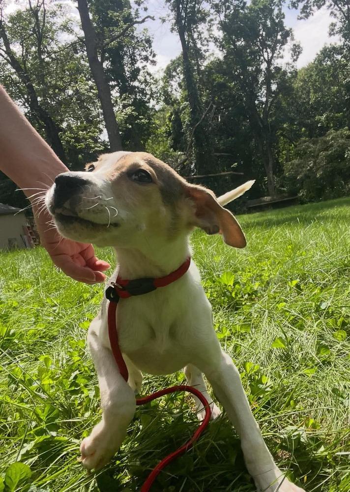 Enlarge Dahlia, a Adoptable mixed breed in Middletown, CT image 4/6