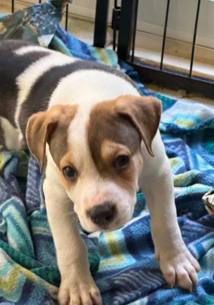 Dahlia, a Adoptable mixed breed in Middletown, CT image 6/6